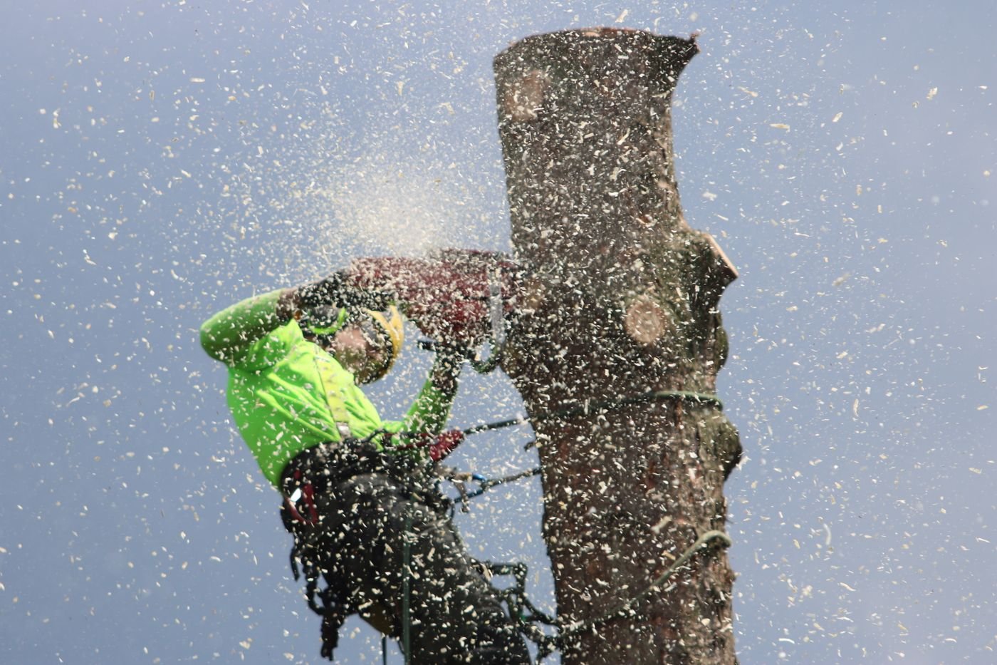 Arborist in protective equipment using a chainsaw and climbing system