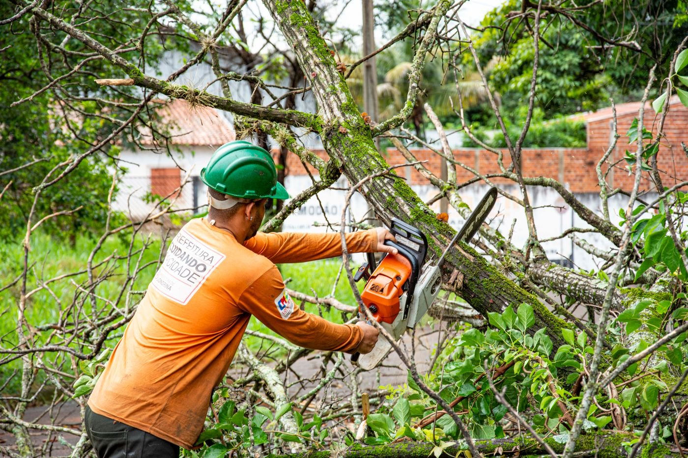 Tree-service worker assessing and cutting a mature limb